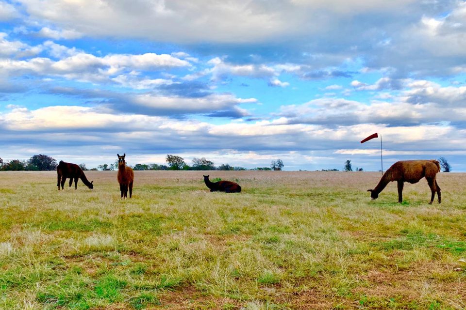 Brown llamas grazing in a field at Texas Skydiving near Austin, TX